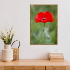 16" X 23" Poppy Flower By Richard And Susan Day Danita Delimont Framed Canvas Wall Art Red - Amanti Art -Safavieh Store GUEST 0a39fa1b 822f 47f0 aebe cb77c19ded02
