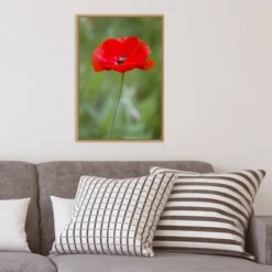 16" X 23" Poppy Flower By Richard And Susan Day Danita Delimont Framed Canvas Wall Art Red - Amanti Art -Safavieh Store GUEST 2b7c4a04 658c 4d62 b4e1 dfbfd50dc620