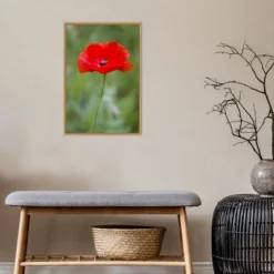 16" X 23" Poppy Flower By Richard And Susan Day Danita Delimont Framed Canvas Wall Art Red - Amanti Art -Safavieh Store GUEST 3ebca87f f07e 46dc b2fb 2439230d1a3a