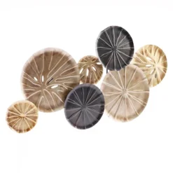 LuxenHome Multi-Color Sand Dollar 47.5" W X 27.5" H Metal Wall Decor -Safavieh Store GUEST 82022231 29f2 4fa6 9ea3 a0006d62599e
